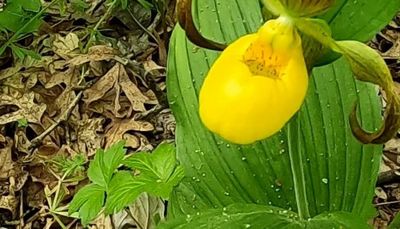 Chicago outdoors: Yellow lady slippers, new boat owners, holiday boating advice, monarch eggs