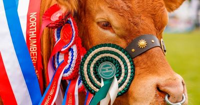 Northumberland County Show 2022 - how much are tickets, what's on and how to get there