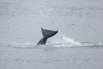 Terminally ill whale adrift in Seine to be euthanised after failed rescue bid