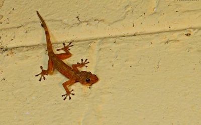 Endangered reptile sighted near Kapila Theertham