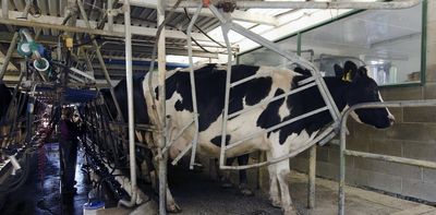 11,000 litres of water to make one litre of milk? New questions about the freshwater impact of NZ dairy farming