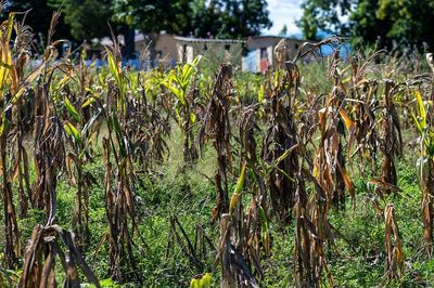 Scottish aid worker tells of devastating food poverty in Zimbabwe