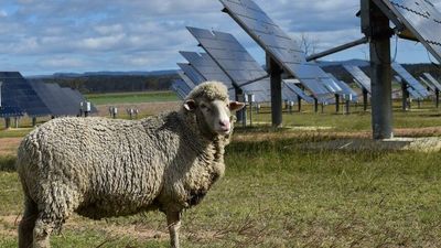 Solar farm trial shows improved fleece on merino sheep grazed under panels