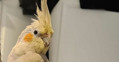 Scots pet budgie flies 200 miles to Yorkshire after escaping from home