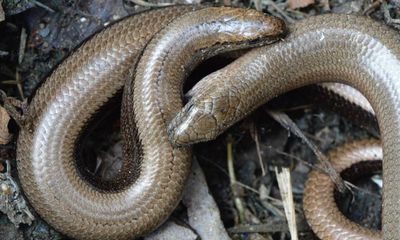 Country diary: A warm and safe place for slowworms to breed