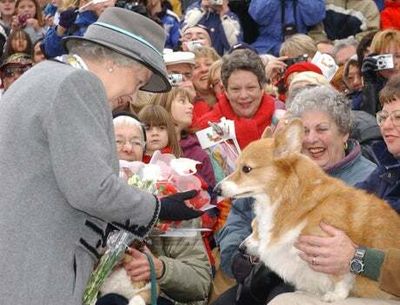 Queen’s favourite corgi breed now ‘beloved’ nationwide, says Kennel Club