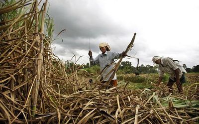 Explained | Why India, world’s largest producer of sugar, has put the brakes on exports
