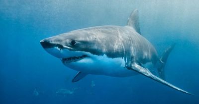 Diver plays dead to save himself from great white shark as jaws clamp around him