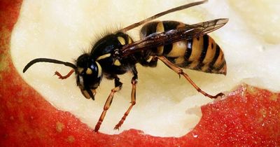 'Don't kill flies, wasps or bees this summer' warning