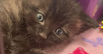 Cat cafe in Phibsboro help rescue and rehome cute kittens