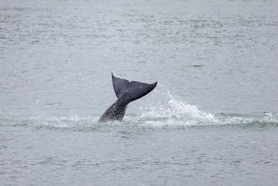 Ailing orca floundering in French river dies - Sea Shepherd