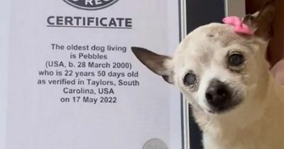 Pebbles, 22, crowned world's oldest dog - and dethrones TobyKeith as champion