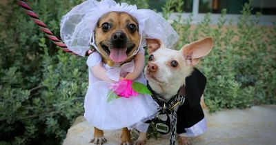 Homeless dogs get married in miniature chapel with cake, bubbles and music