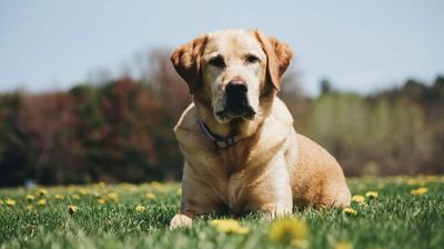 Puppy Love: Heartwarming Service Dog Is TikTok Star