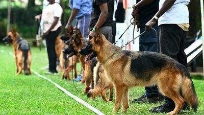 Saving lives in Nairobi by vaccinating dogs against rabies