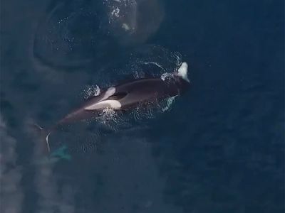 Killer whale stranded in France’s River Seine dies after rescue effort fails