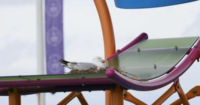 Nesting seagull shuts down £350k splash park before it even opens for the season