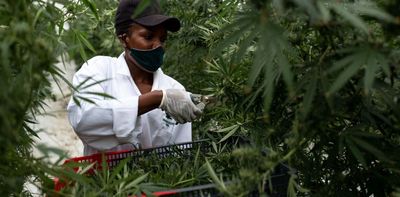 Cannabis policy changes in Africa are welcome. But small producers are the losers