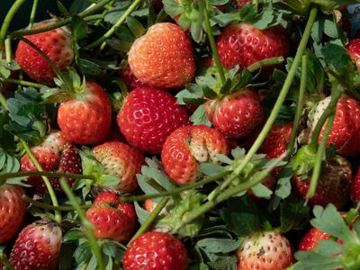 The FDA is investigating a hepatitis A outbreak potentially linked to strawberries