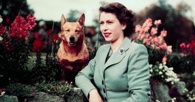 Netflix's The Crown saves corgis from 'at watch' list as ownership rockets