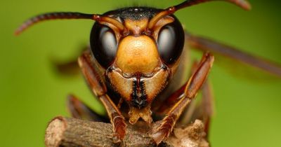 Experts warn not to kill wasps or flies when they fly in your house this summer