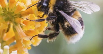 Why experts are warning people not to kill flies and wasps coming into homes this summer
