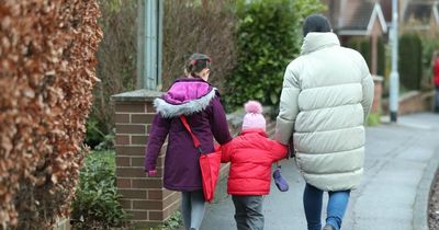 Primary school pupils to be offered insects to eat in 'alternative protein' study