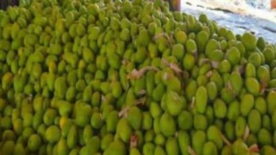Uttar Pradesh: Heatwave ruins 80% crop in Malihabad mango belt