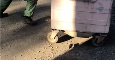 Video of rats scurrying from Glasgow bins being emptied sparks GMB call for action