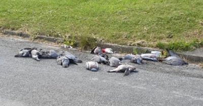Flock of dead pigeons massacred in Leeds street 'sickens' alarmed residents