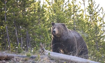 A fascinating look at Yellowstone grizzly bear’s final days