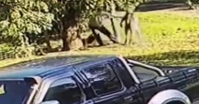 Man bodyslams kangaroo after it attacked him as fierce fight breaks out