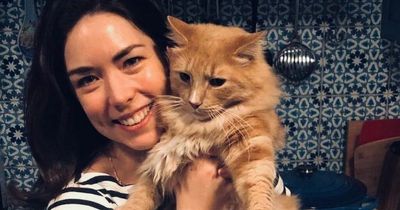 'My cat was killed by a car and the driver didn't break the law by not stopping'