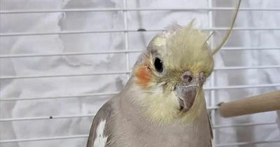 East Lothian pet budgie flies 200 miles to Yorkshire after escaping from home