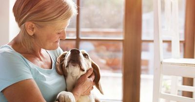 People could soon speak to animals thanks to state-of-the-art 'Dr Doolittle' devices