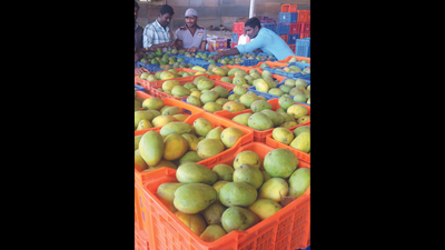 Lucknow: Heatwave ruins 80% crop in Malihabad mango belt