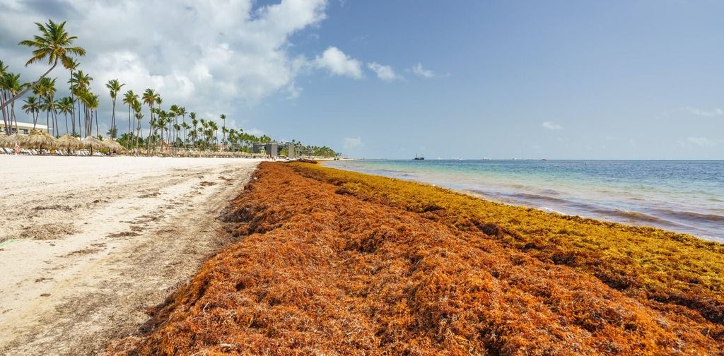 Stinky seaweed is clogging Caribbean beaches but a…