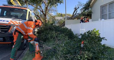 'Bear with us': SES volunteers inundated with callouts as wind wreaks havoc