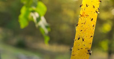 Don't kill flies and wasps warning