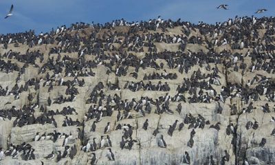 Country diary: A safari of seabirds unbothered by human presence