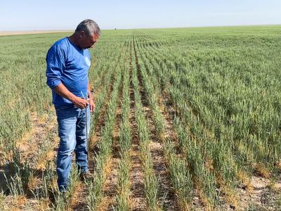 U.S. wheat crop hit by dry winter then soggy spring, adding to global tightness