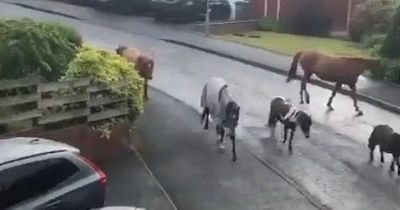 Residents stunned by 'spooky' horses roaming loose across housing estate