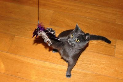 Pet cats kill up to 270 million animals a year in UK alone: ‘Mini super predators’