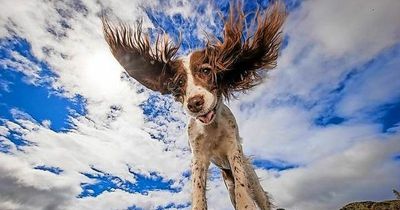 World’s best pet photographers laud Perthshire’s stunning scenery during global ‘Dogs of the World’ project visit