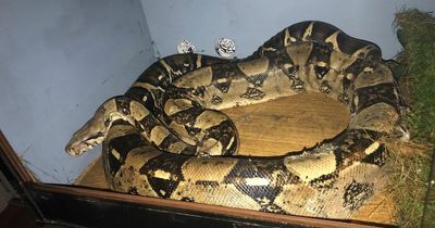 Exotic animal ban for man who kept 7ft boa constrictor in 4ft tank