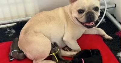 Dog 'destined to be mum' adopts unwanted puppies after her own dies
