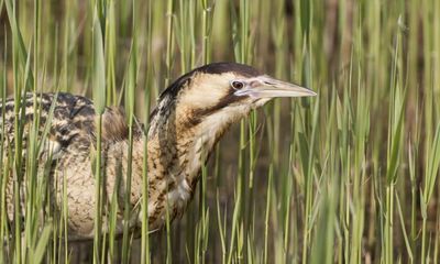 Species recovery targets in England damaging and illogical, scientists warn