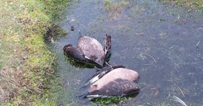 Dozens of dead birds scattered across Shetland Isles amid bird flu outbreak