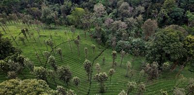 50 years of UN environmental diplomacy: What's worked and the trends ahead