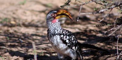 Hotter Kalahari desert may stop hornbills breeding by 2027